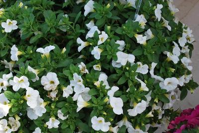 Million Bells® Calibrachoa Bouquet White 