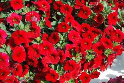 Calibrachoa Million Bells® 'Bouquet Deep Red'