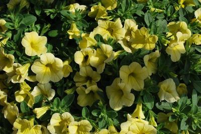 Million Bells® Calibrachoa Bouquet Yellow 