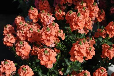 Diascia Sundiascia® 'Upright Peach'