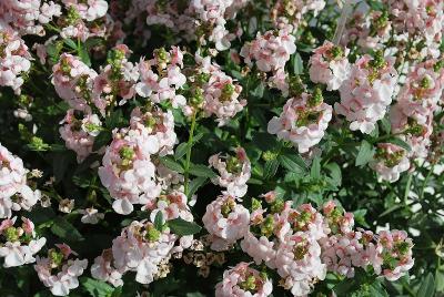 Diascia Sundiascia® 'Upright Blush White'