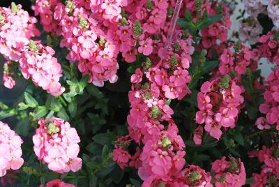 Sundiascia® Diascia Upright Bright Pink 