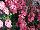 Suntory Flowers, Ltd.: Diascia  'Upright Bright Pink' 