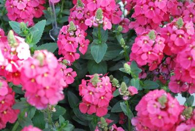 Diascia Sundiascia® 'Upright Rose Pink'