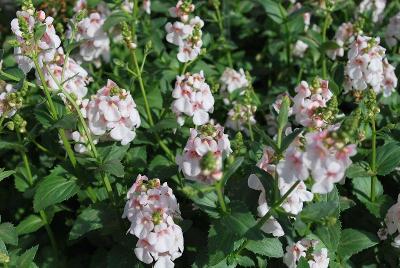 Diascia Sundiascia® 'Upright Blush White'