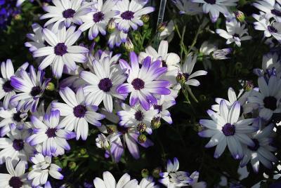 Pericallis Senetti® 'Blue Eye'