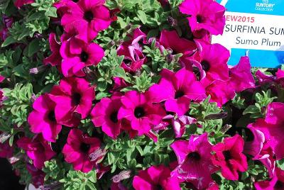 Suntory Flowers, Ltd.: Surfinia Sumo™ Petunia Plum 