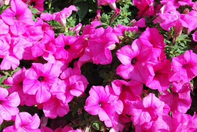 Suntory Flowers, Ltd.: Surfinia Sumo™ Petunia Pink 
