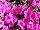 Suntory Flowers, Ltd.: Petunia  'Pink' 