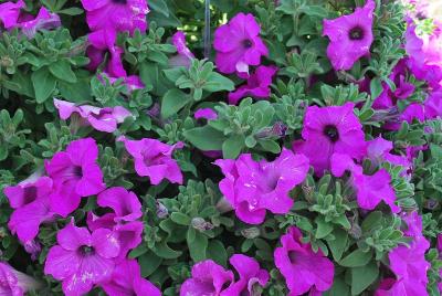 Surfinia Sumo™ Petunia Bold Lilac