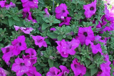 Surfinia Sumo™ Petunia Bold Lilac 