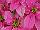 Suntory Flowers, Ltd.: Poinsettia  'Hot Pink' 