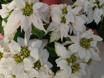 Poinsettia Princettia 'Max White'