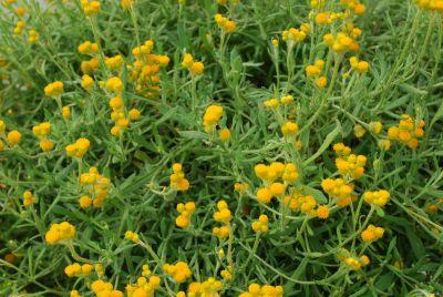 Helichrysum Suntory® Helichrysum 'Silver Leaf Yellow'