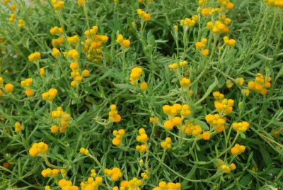 Suntory® Helichrysum Helichrysum Silver Leaf Yellow 