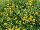 Suntory Flowers, Ltd.: Helichrysum  'Silver Leaf Yellow' 