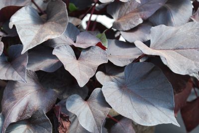 Ipomoea Desana® 'Bronze'