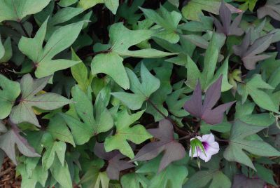 Ipomoea Desana® 'Compact Red'