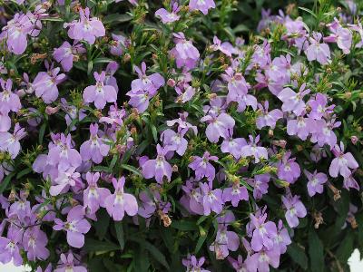 Lobelia Sunbelia 'Compact Pink'