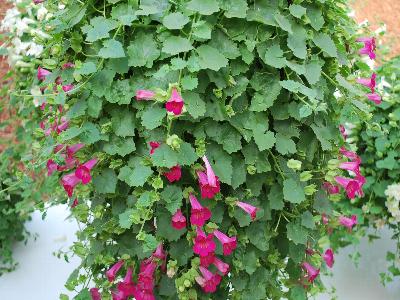 Lophospermum Lofos 'Compact Rose'