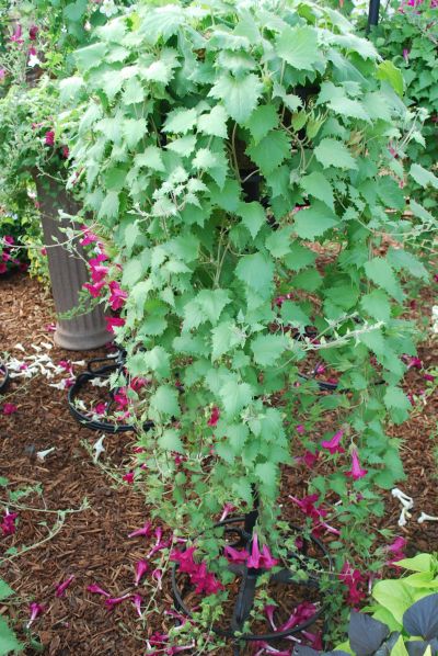 Lofospermum Lofos® 'Wine Red'