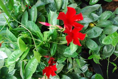 Sun Parasol® Mandevilla Carmine King 