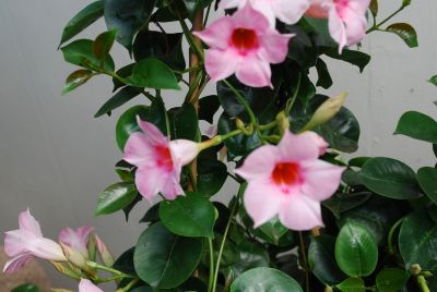 Mandevilla Sun Parasol® 'Cream Pink'