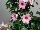 Suntory Flowers, Ltd.: Mandevilla  'Cream Pink' 