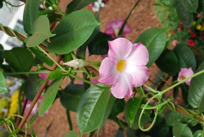 Mandevilla Sun Parasol® 'Giant Pink'