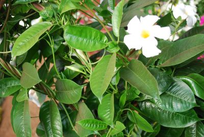 Mandevilla Sun Parasol® 'Giant White'