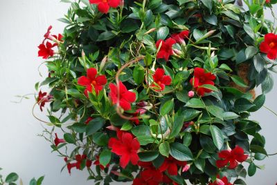 Mandevilla Sun Parasol® 'Pretty Crimson'