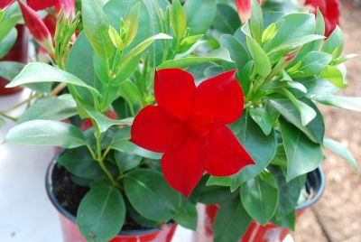 Mandevilla Sun Parasol® 'Garden Crimson'
