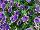 Suntory Flowers, Ltd.: Petunia  'Blue with Green Edge' 