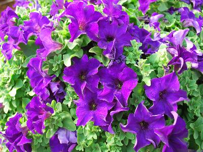 Jackson & Perkins Inc.: Surfinia Petunia Purple Majesty 
