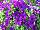 Surfinia Petunia Purple Majesty 