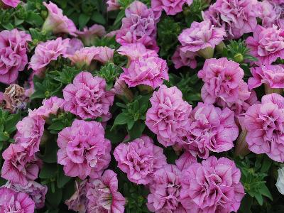 Jackson & Perkins Inc.: Surfinia Petunia Summer Double Pink 