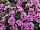Suntory Flowers, Ltd.: Petunia  'Summer Double Pink' 