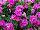 Suntory Flowers, Ltd.: Petunia  'Summer Double Rose' 