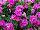 Surfinia Petunia Summer Double Rose 