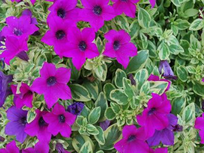 Petunia Surfinia 'Variegated Baby Purple'
