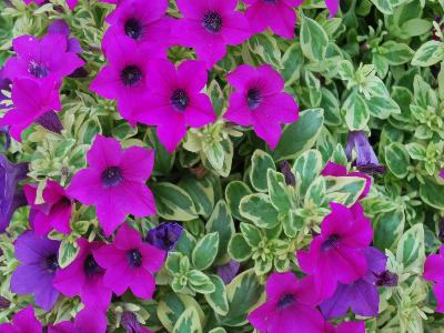 Jackson & Perkins Inc.: Surfinia Petunia Variegated Baby Purple 