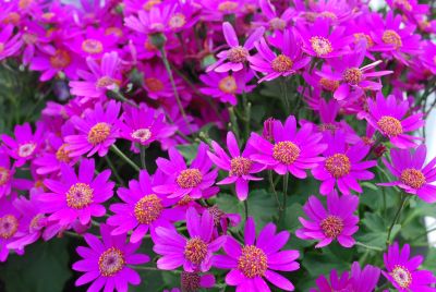 Pericallis Senetti® 'Baby Magenta'