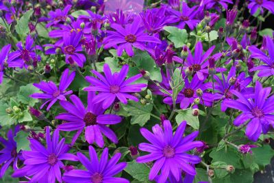 Pericallis Senetti® 'Deep Blue'