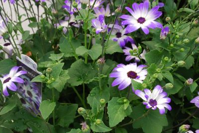 Pericallis Senetti® 'Light Blue Biocolor'