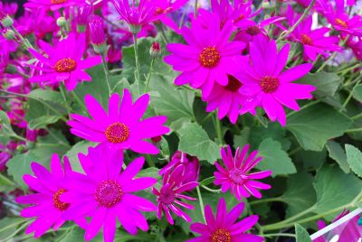 Pericallis Senetti® 'Magenta'