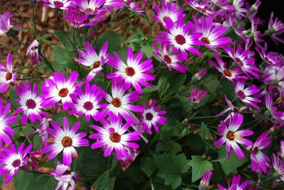 Pericallis Senetti® 'Magenta Bicolor'