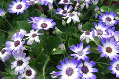 Pericallis Senetti® 'Mini Blue Biocolor'