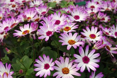 Pericallis Senetti® 'Pink Bicolor'