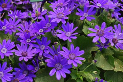 Pericallis Senetti® 'True Blue'