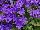 Senetti® Pericallis True Blue 